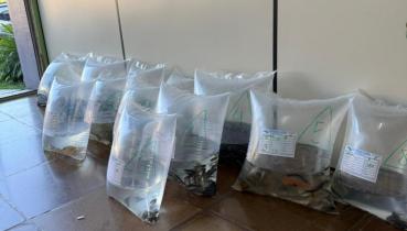 Prefeitura de Maximiliano de Almeida realiza entrega de mais de 1.200 alevinos a produtores do munic�pio